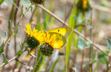 Clouded Sulphur (Colias philodice) butterfly perched on yellow flowers gathering pollen