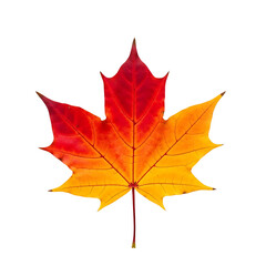 Obraz premium Single maple leaf isolated on transparent background