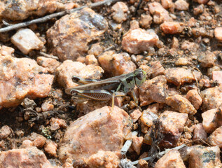 Alpine Spur-throat Grasshopper (Melanoplus alpinus) perched on rocky ground