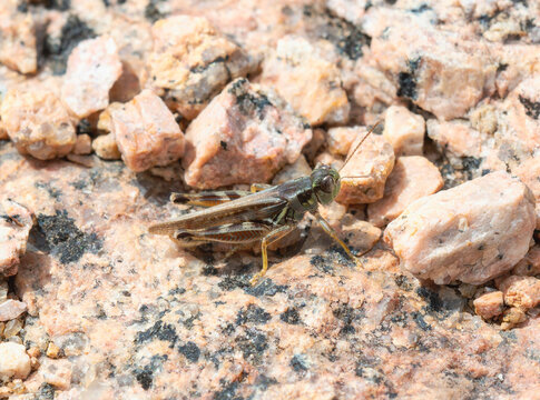 Migratory grasshopper (Melanoplus sanguinipes) perched on a rocky surface in natural habitat