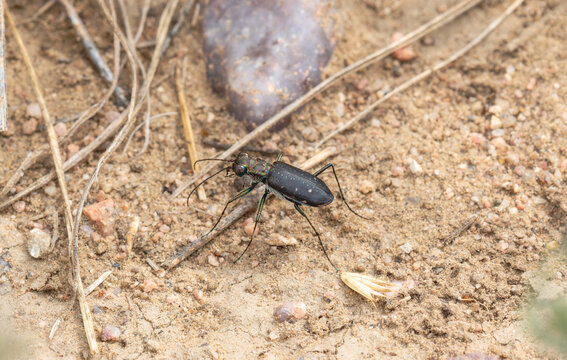 Punctured Tiger Beetle (Cicindela punctulata) hunting on sandy soil in natural habitat
