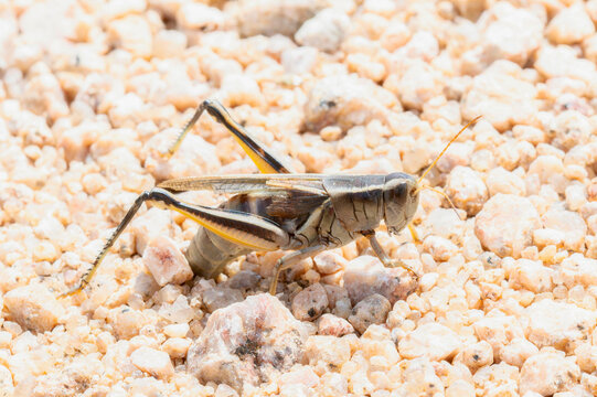 Two-striped Grasshopper (Melanoplus bivittatus) ovipositing on sandy ground