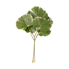 Fresh green shield aralia or polyscias scutellaria leaves branch isolated on transparent background