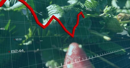 Ripe strawberry hanging among leaves in garden, showing grid overlay and red line chart labels