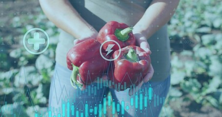 Showing farmer holding three red bell peppers in farm field, displaying digital overlays