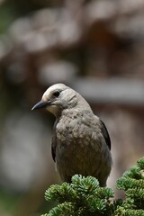 Clark’s nutcracker in Colorado 