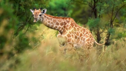 giraffe in the savannah