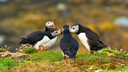 atlantic puffin or common puffin
