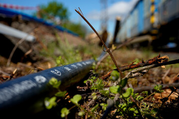 Ground-level macro shows a marked cable snaking through weeds beside railway ballast, with a blue train sliding past in soft blur. Industry meets new growth, captured in crisp low-angle detail.