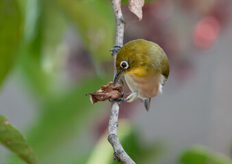 枯れ葉を突くメジロ