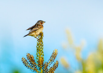羽を広げるホオアカ