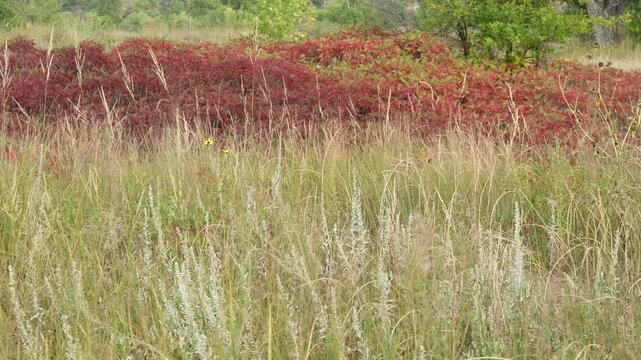 tapestry of tall grass and sumac shrubs in late summer in Nebraska Sandhills on a shore of the Niobrara River