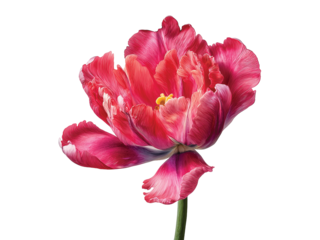Vivid tulip blossom vibrant color isolated on transparent background, Clipart png