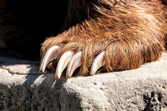 Close-up of a brown bear paw with sharp claws resting on rock, symbol of strength, power and wildlife