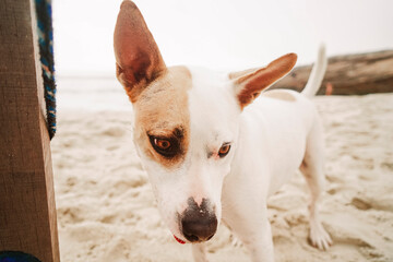 Portrait of a happy dog having fun at the beach 