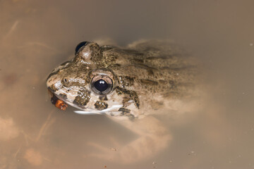 Field Frog (Fejervarya limnocharis) in water – amphibian macro wildlife