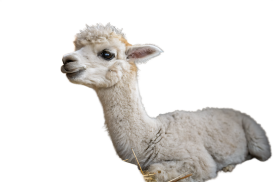 Playful young alpaca lying on domestic animal on AI generated by PNG