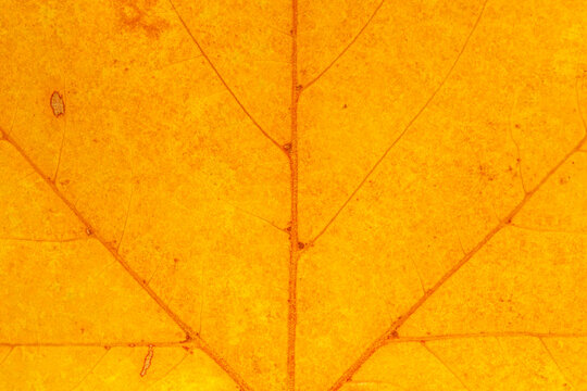 natural autumnal backdrop: close up of yellow platanus leaf texture