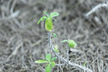 Thorny Plant Stem with Green Leaves