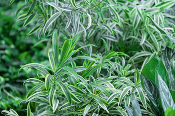Green and Variegated Plant Foliage