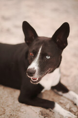 Portrait of a happy dog having fun at the beach 