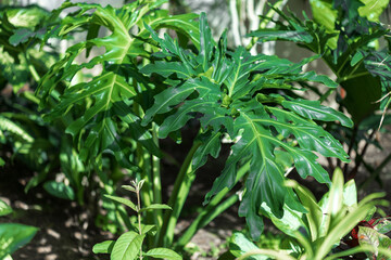 Philodendron Plant with Deeply Lobed Green Leaves