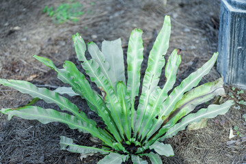 Bird's Nest Fern and Dry Ground with Object