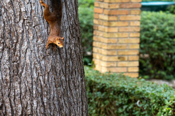 Close-up of a squirrel in a tree in La Taconera Park in Pamplona, Spain.