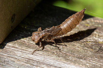 A dragonfly nymph found along the boardwalk of a Provincial Park in Ontario, Canada.
