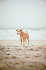 Portrait of a happy dog having fun at the beach 