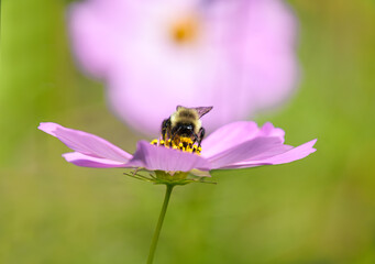 A bumblebee facing forward, drinking nectar from a pink cosmos flower, with a soft focus green and pink background