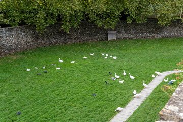 Aerial view of a group of white geese and birds inside the moats of La Taconera Park in Pamplona, Navarre, Spain. Abundant green grass.