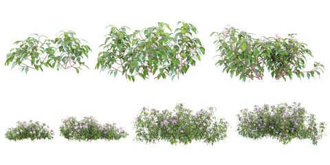 Collection of Melastoma plants on transparent background