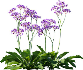 Obraz premium flower, plant, purple, isolated, nature, pink, blossom, spring, leaf, white, flowers, wild, flora, summer, garden, bloom, stem, white background, floral, wildflower, petal, close-up, macro, blue