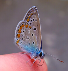 Cute blue butterfly macro