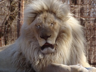 majestic white lion making funny face