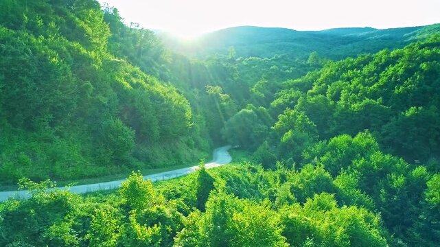 Aerial scenery, curvy road across green forest, sunlight