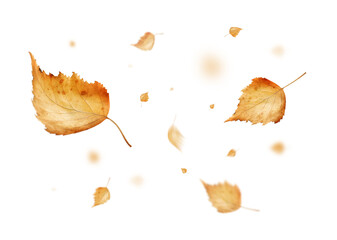 Swirling autumn birch leaves stand out against a transparent background