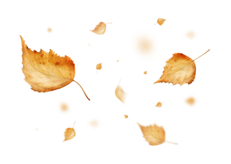 Swirling autumn birch leaves stand out against a transparent background