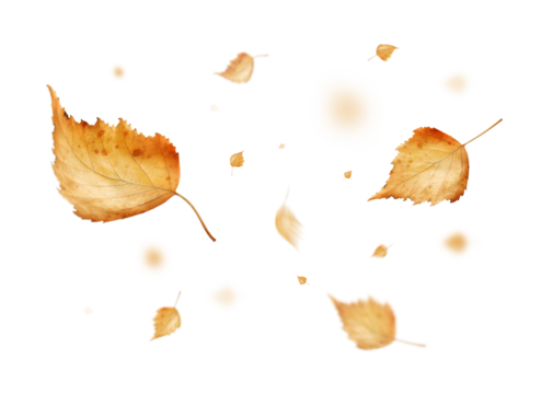 Swirling autumn birch leaves stand out against a transparent background