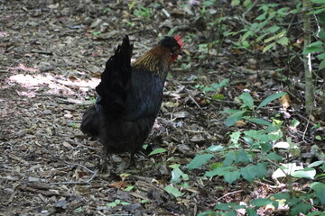 A singular black chicken wandering around a garden in the countryside.