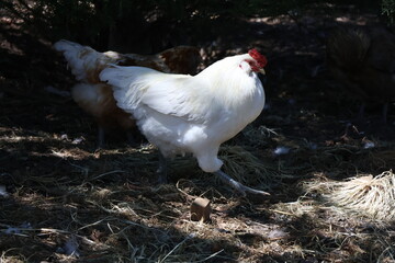 A regal looking chicken with white feathers wandering around a garden in the country.