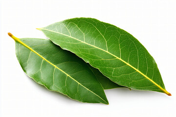 Obraz premium Pair of fresh bay leaves isolated on white background, aromatic seasoning herb for cooking