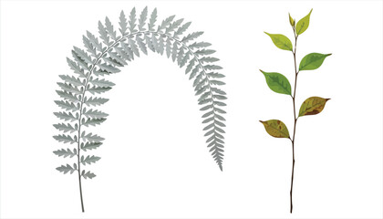 Vector art of two plant branches with leaves, one silver fern and one green branch, the fern is arched, and the green branch has both green and brown leaves