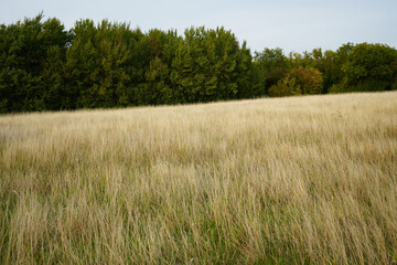 Fototapeta premium Golden meadow and trees on the East Midlands Airport Trail Nottinghamshire England rural scene