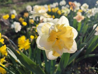 Fototapeta premium Blooming daffodils flowers on sunny spring day. Varietal flowers of narcissus variety Golden Pearl. Yellow petals on white petals in inflorescence with stamens on green stem and leaves in ground