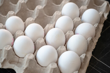 Fresh Chicken Eggs in Carton Tray