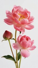 Fototapeta premium Pink peony flowers with one bud and green leaves against a light background