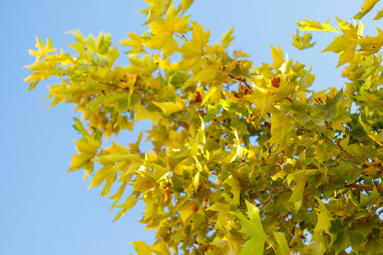 Tree Branches with Yellow-Green Leaves and Seed Balls Against Blue Sky