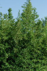 Green bamboo plants against blue sky